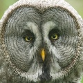 Jun 12 - Great grey owl.jpg