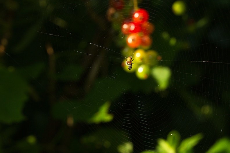 A small spider in front o\f my redcurrants in the early morning sun.