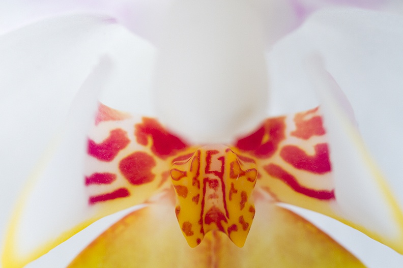 Aug 18 - Orchid.jpg