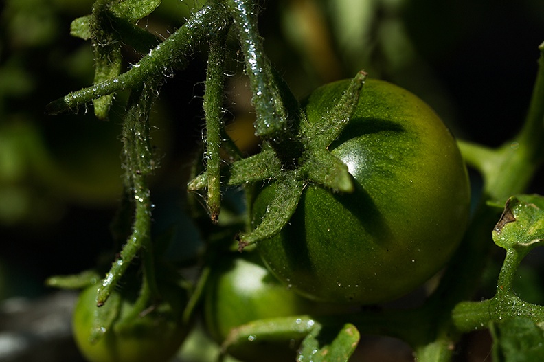 Follow-up of my Jul-14 photo. Although completely neglected, it's starts to look like a tomato now ;)