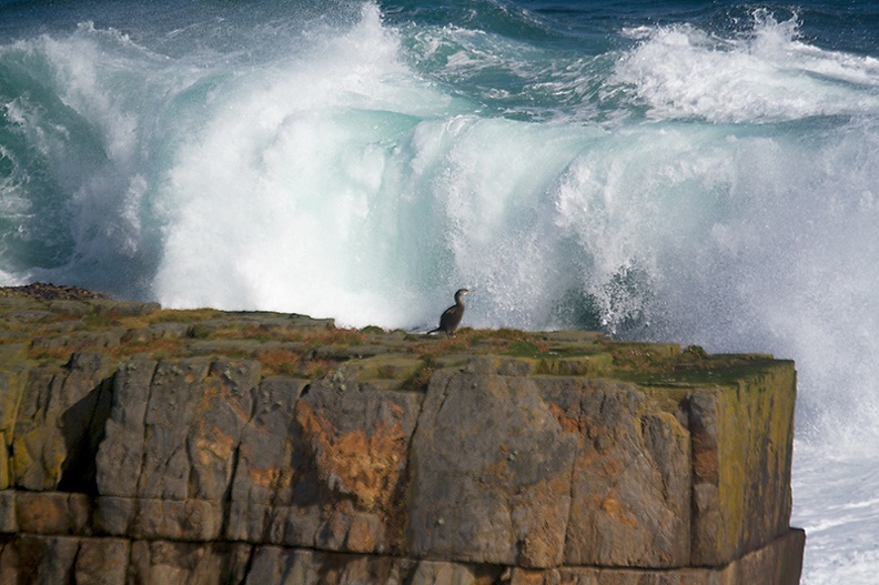 This cormorant also liked the waves on a sunny Sunday afternoon.