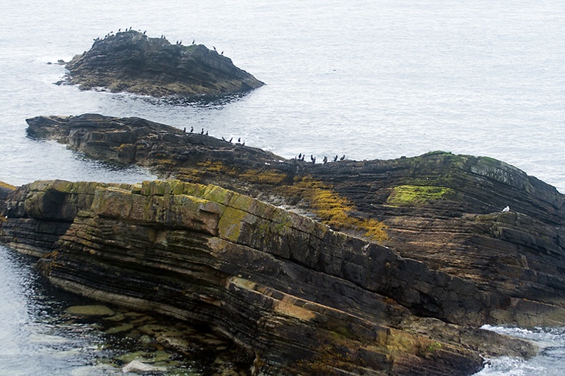 Another coast view with cormorants on a quiet grey day.