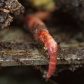 Nov 08 - Earthworm.jpg