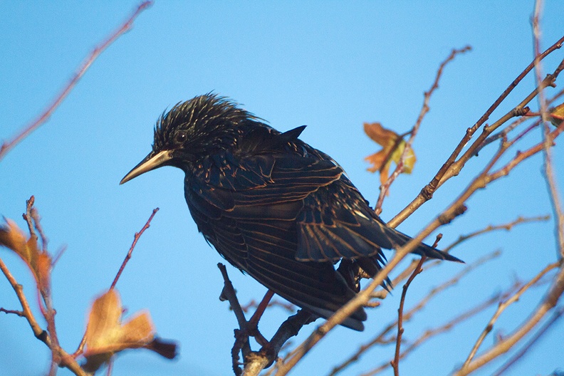 One of the birds in my garden in the afternoon sun. I think it's a starling.