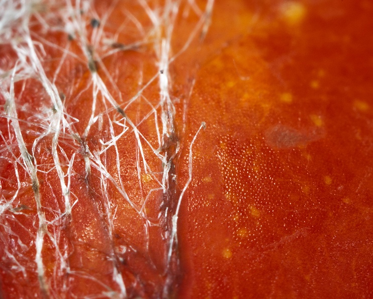 Detail of a rotten tomato with fungus