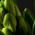 Jan 12 - Hyacinth