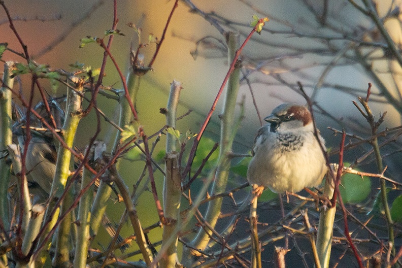 A sparrow lighted by the late afternoon sun