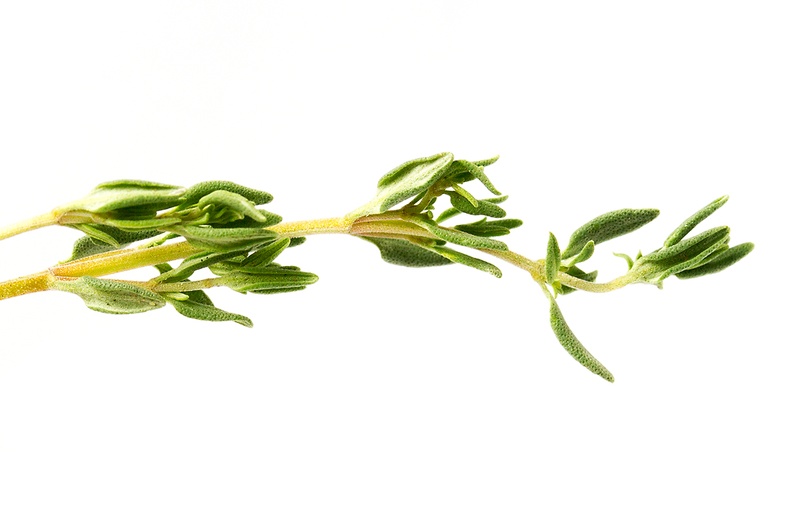 Closeup of a nice herb