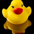 Feb 02 - Ducky