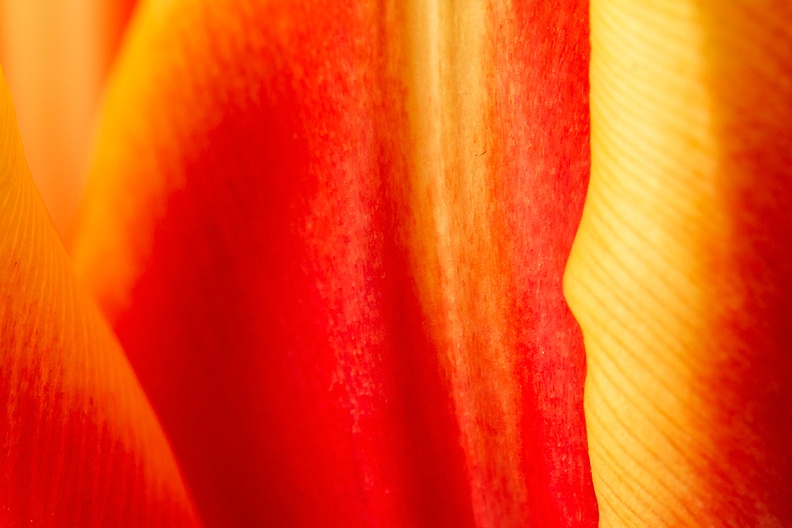 Detail of a tulip