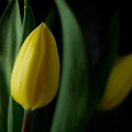 Mar 04 - Yellow tulip