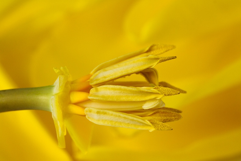 Detail of the inner side of a tulip.