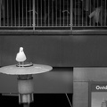Mar 12 - Gull in the city