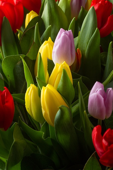 Lots of tulips in the house at the moment :)