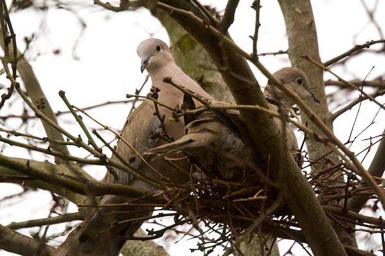 These collared doves are building a nest in my garden