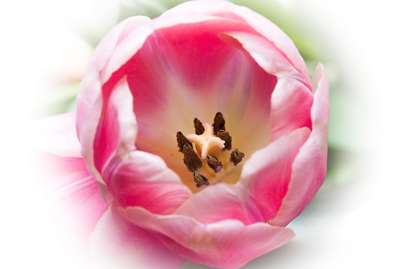 Apr 15 - Tulip.jpg