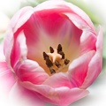 Apr 15 - Tulip