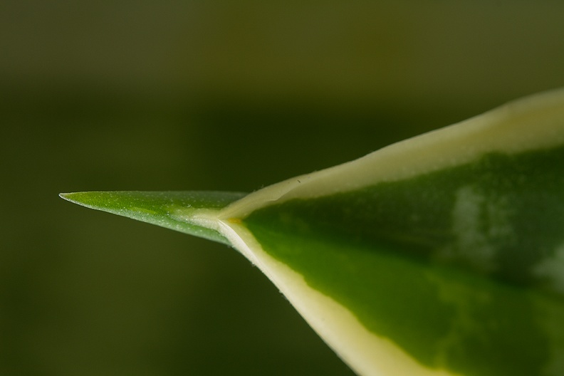 Detail of a sansevieria, aka mother-in-law's  tongue or snake plant.