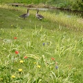 May 02 _ Flowers and geese.jpg