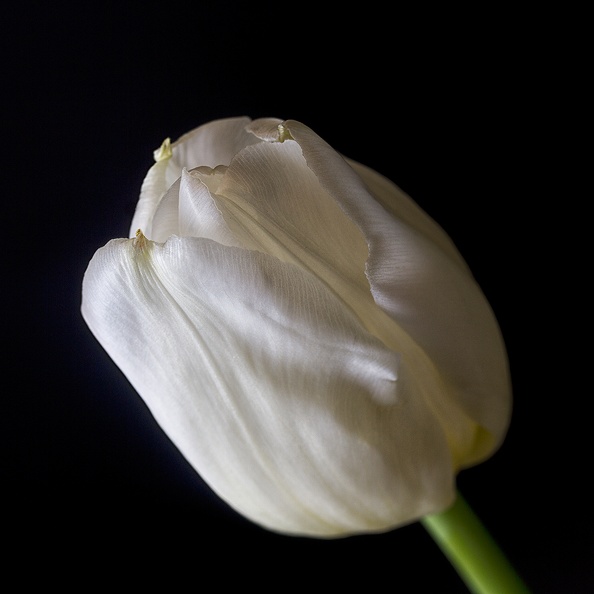 A white tulip on a black background ;) Remains of Mother Day. Not doing well with the current temperature here.