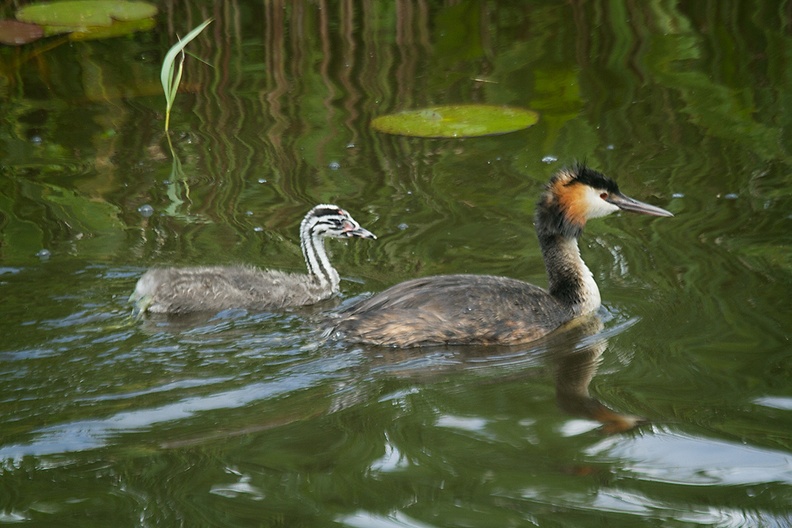 A great crested grebe with a young one on a nice walk today. Never seen a young one before. I like the stripes!