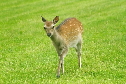 Jun 21 - Bambi
