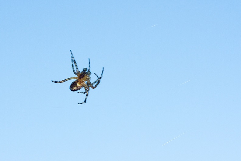 A spider with the sky as background