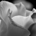 Aug 01 - White flower.jpg