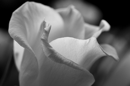 Aug 01 - White flower
