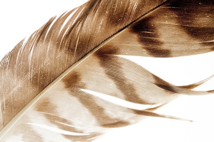 Aug 07 - Feather