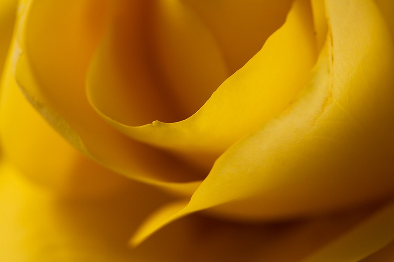 Detail of a yellow rose