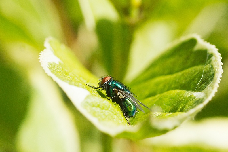 A fly on a sunny afternoon in my garden