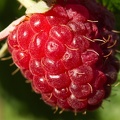 Sep 05 - Raspberry