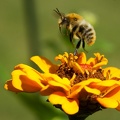 Sep 13 - Busy bee.jpg