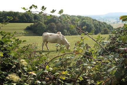 Sep 22 - Cow