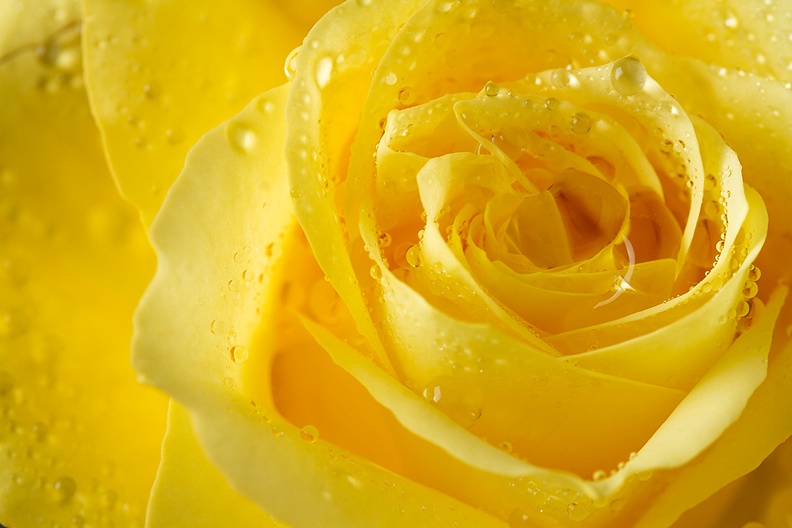 A yellow rose. It's always nice to have flowers in the house.