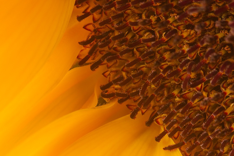 Goodbye summer! Detail of a sunflower.