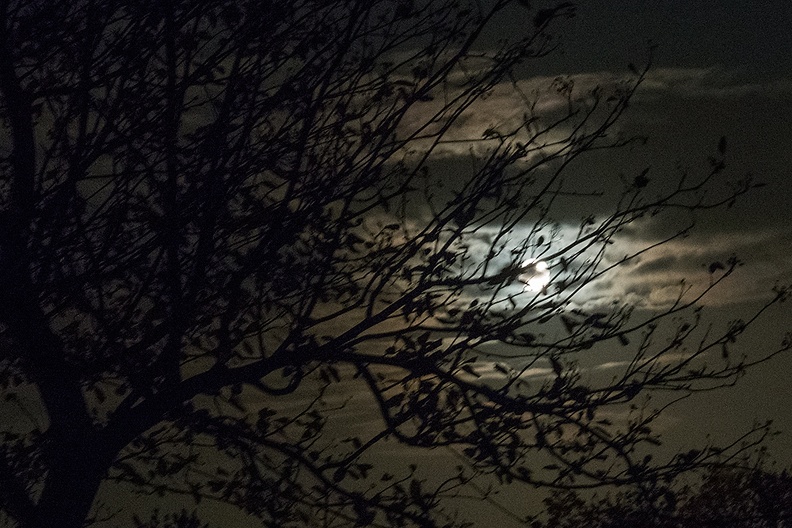 The moon as seen from my garden this evening.