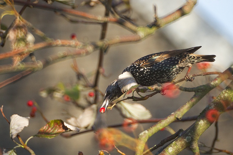 A berry eating starling in a tree near my garden in the afternoon sun