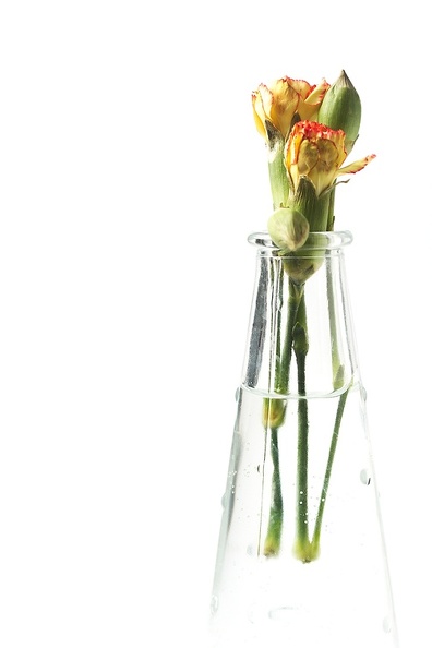 A vase with some broken dianthus