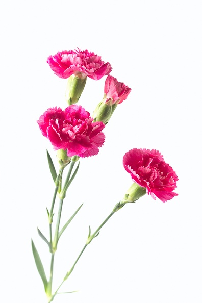 Dianthus on a white background