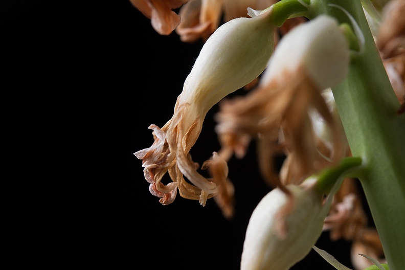 The end of a hyacinth