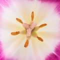 Jan 26 - Tulip.jpg