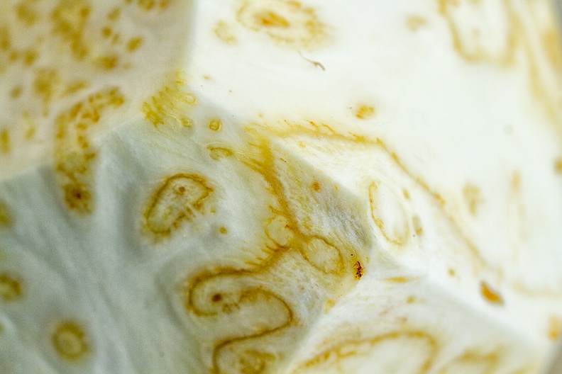 Closeup of a celeriac