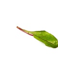 Feb 28 - Lettuce.jpg