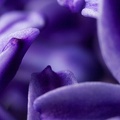 Mar 09 - Purple