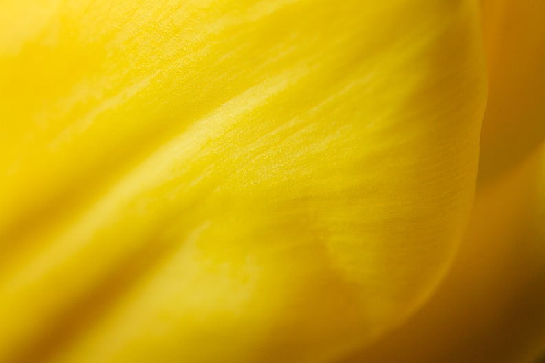 Detail of a fresh tulip