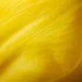 Mar 12 - Yellow.jpg