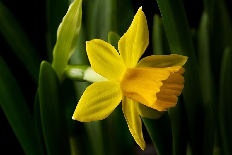Result of my March 06 photo. A daffodil, not a hyacinth.
