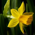 Mar 20 - Daffodil
